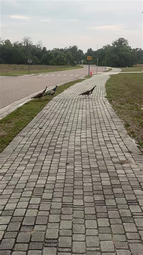 Where did they even come from?