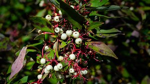 What Happens to Poison Sumac in the Winter?