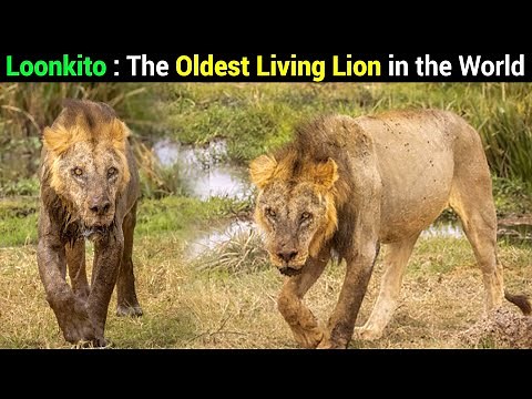 Meet The 19yrs Old Lion Loonkito | The Oldest Wild Lion in the World