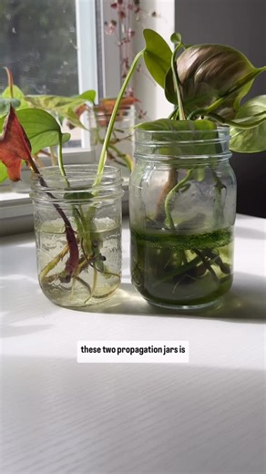 Kellyn Kennerly on Instagram: "Share with a friend who could use this tip! ✨ I know I know, I should be changing my prop water every week BUT I HAVE SO MANY PROPS! This is how hydrogen peroxide has saved me time after time. 😅 Not only does 3% hydrogen peroxide keep algae away, it also helps with.. 🌱 Root Oxygenation: Helps aerate the soil and provide oxygen to the roots, promoting healthy root growth. 🌱 Pest Control: Effectively kills soil pests like fungus gnats and thei