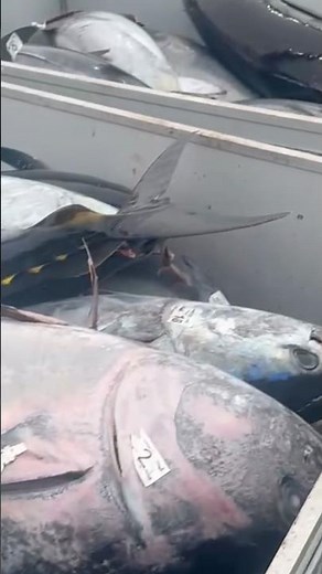 San Diego Captain’s Top Tackle Tips for Daytime Bluefin Tuna Fly lining Success