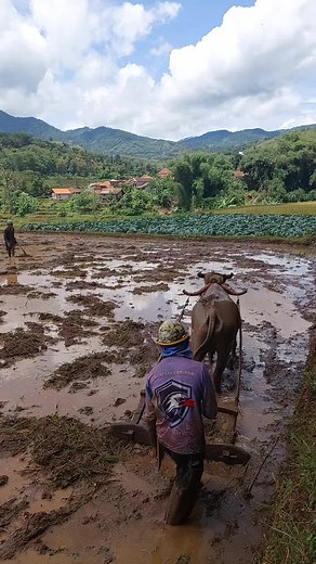 kiya kiya..mideurrr...#tiktoksunda #storysunda #lemburkuring #lembursunda #suasanapedesaan #pemandanganalam #sulingsunda #sumedang