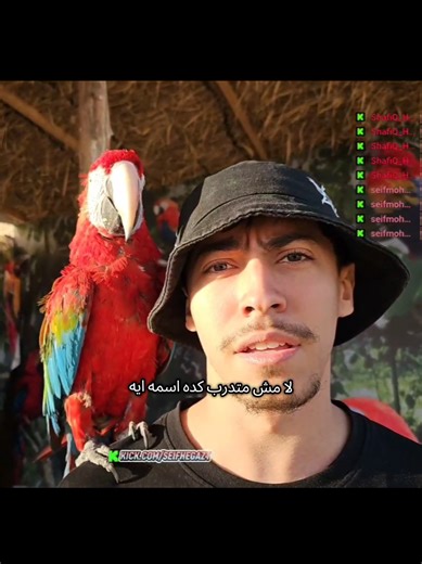 البغبغان بيتكلم فعلا؟ لحظات مذهلة مع الطائر