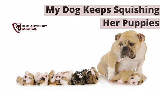 My Dog Keeps Squishing Her Puppies - What Should I Do? | Dog Advisory Council