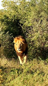 225K views · 7.4K reactions | Watch as these two Male Lions greet each other and move as one. Blood Brothers - Hippo Pools Males #lionking #safari #krugernationalpark #bloodbrothers #wildlife | Kruger Gone Wild Safaris | Facebook