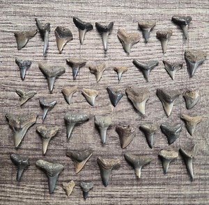 Shark Teeth Collection: Florida Fossils, Craft Supply. Lot Pictured, Beautiful Natural Colored Shark Tooth Fossils and Identification Card - Etsy