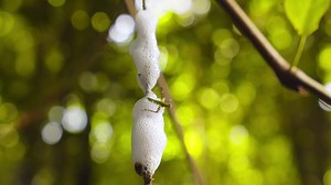 Closeup of a Spittlebug foam nest and a grasshopper stuck in it struggling to break free , revolving shot | Premium Stock Video Footage