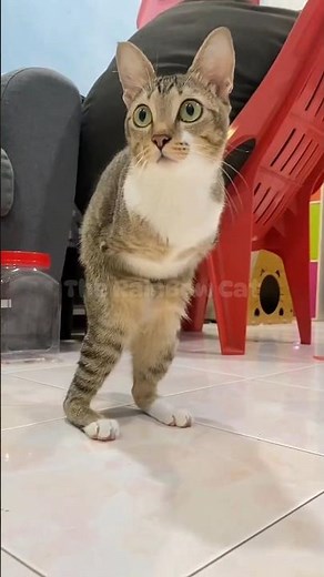 Disabled Cat Defies Odds & Chases Tissue Toy! #SpecialNeedsPet #CuteCat