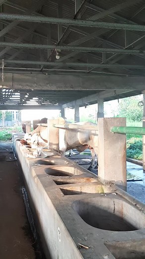 Sapi Qurban Ipul: Kenangan & Fakta Sapi Belgian Blue Terbesar