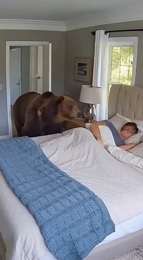 Bear Caught on CCTV While Man Sleeping | StorIRL