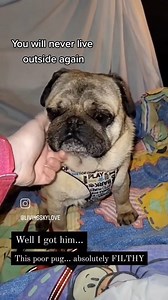 How it all started.... | Homer's Pug House