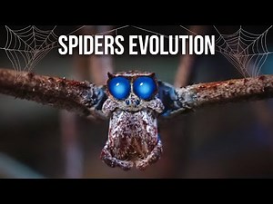 Spiders vs. Insects Evolution: How Spiders Become More Alien Than They Should