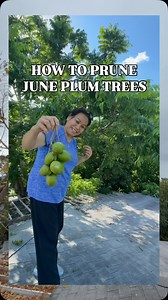 How mom prunes her June plum tree during winter season! Have you had these before? 🤤 #juneplune #exoticfruits #homegrown #tropical #florida | Judy Bao Garden