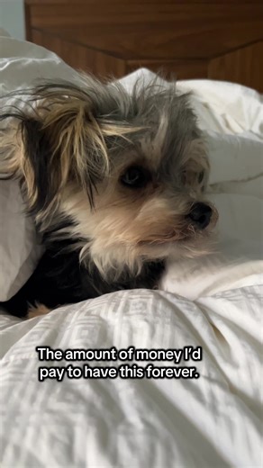 Charlie the Rescued Yorkie: A Heartwarming Recovery