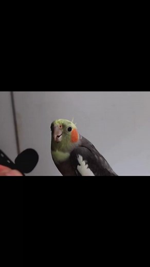 64.Cockatiel Sounds - 1 HOUR of Cockatiel Singing for Lonely Cockatiels - Cockatiel Companion | Parrot-Love