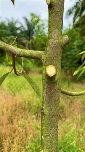Cara Pangkas Ranting Durian I Pruning Durian