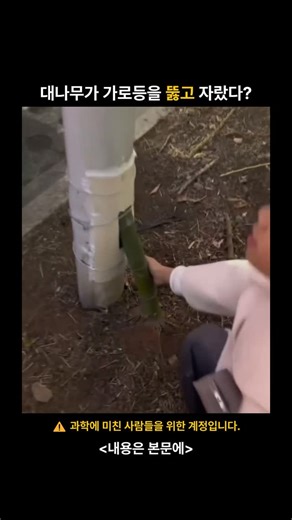 과학기술 탐험 on Instagram: "🎋 대나무가 가로등을 뚫고 자랐다? 영상 속에서는 굵은 대나무가 금속 가로등 한가운데를 관통해 자란 듯한 장면이 보입니다. 전구가 있어야 할 자리에는 초록 잎이 무성하게 나와 있죠. 겉으로 보면 자연이 도시 구조물을 이겨낸 것처럼 보이지만, 이 장면은 실제 생장 현상이 아닐 가능성이 큽니다. 대부분 이런 사례는 환경에 대한 메시지를 전달하기 위해 제작된 예술 설치물이거나 의도적으로 연출된 장면입니다. 대나무는 빠르게 자라는 식물이지만, 단단한 금속 가로등 내부를 뚫고 성장하는 것은 현실적으로 거의 불가능합니다. 이 영상은 자연의 힘을 증명하기보다는, 도시 속에서 자연을 다시 생각하게 만드는 시각적 장치에 가깝습니다. 🌱 우리가 자연을 어떻게 대해야 하는지, 잠시 멈춰 생각하게 만드는 장면이죠. 🤖 @exploring.zip 팔로우하고 과학·기술·자연의 진짜 이야기를 만나보세요 🌍 👉 @exploring.zip 👉 @exploring