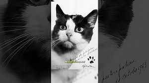 The first cat in space