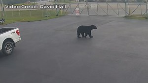 A curious black bear showed up for a bit in the parking lot of Hall Electric in Norton, VA. | David Boyd WCYB