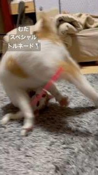 【捨て猫むたくん】むたくんの遊ぶ時の動きが可愛すぎます#遊ぶ猫 #捨て猫 #猫