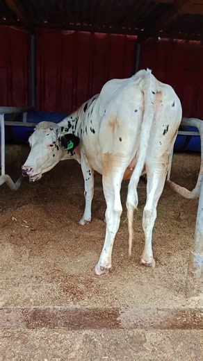 Holstein-Friesians are prized for their superior milk production. Holstein-Friesian cows may produce as much as 32,658 kg (72,000 pounds) of milk in a year under proper feeding.Although the breed produces milk with low butterfat content, its high productivity has led to its dominance across the world.for purchase of this breed contact us via WhatsApp or give us a call on 254710722686(kenya) 256767573880(Uganda). | Githunguri Dairy Breeders