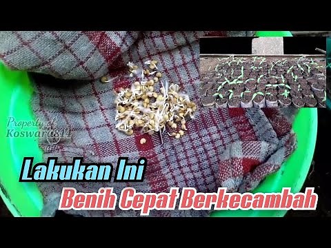 Cara Semai Terong Ungu | Tips Mempercepat Perkecambahan Biji Terong