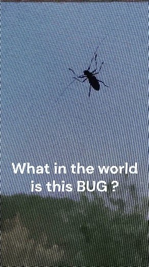 Grand Falls New Brunswick has some creepy crawlers