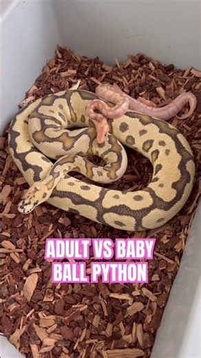 Adult Vs Baby Ball Python🔥😍🐍