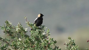 Listen carefully: Is that a songbird in southeast Oregon or R2-D2 from Star Wars? The bobolink is a stand-out soloist among the orchestra of nature sounds, like in this video from Malheur National Wildlife Refuge. The bobolink’s song is often described as mechanical, like an energetic robot, and it is also known to sound like multiple birds singing at once. Bobolinks at Malheur love the abundant wet meadow habitat at the refuge and represent the largest westernmost breeding population in North A
