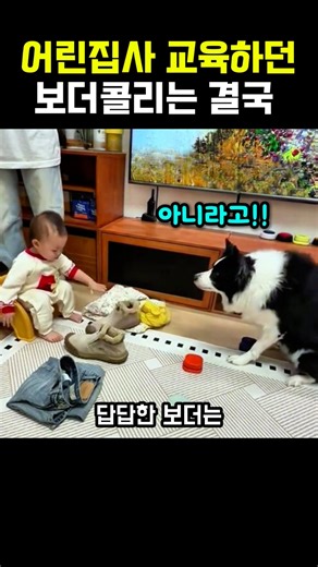 The Border Collie training the young butler eventually #BorderCollie #Butler #Dog #Puppy #DogTrai...