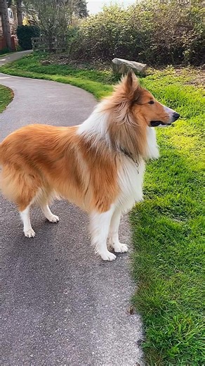 7K views · 783 reactions | Roughcollie | Roughcollie | Facebook