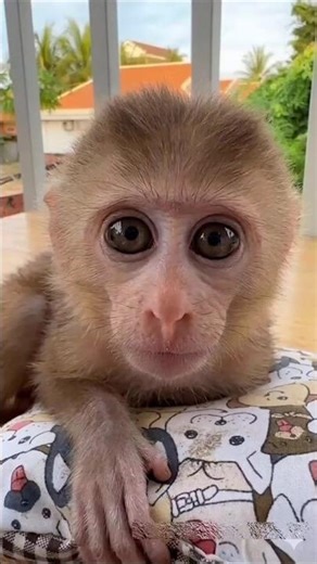 ❤️लड़के ने बचाई इस मंकी बेबी की जान🚦✅