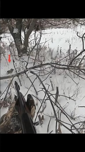 snow rabbit hunting season great hunting#amazingshorts