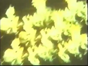 🎬 Octaman (1971) | Exploitation & CIA - Horror Memes