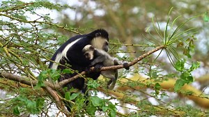 Black and white Colobus Monkeys are leaf-eating primates that inhabit tree canopies and rainforests in Africa. The word "colobus" is derived from the Greek word for "mutilated", and these primates got this name because they do not have thumbs like other monkeys🐒 | Empowers Africa