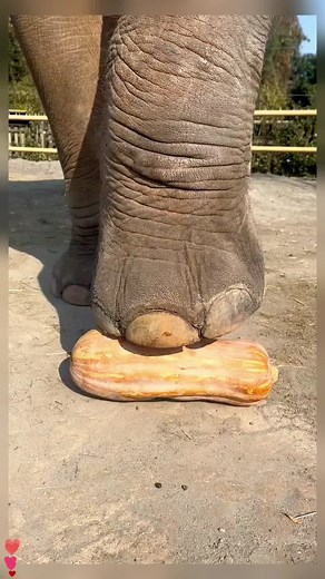 Stunning Elephant Feeding Behavior in Wildlife Sanctuary