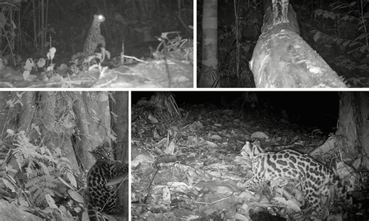 Margay: The Arboreal Feline of Costa Rica : The Tico Times | Costa Rica News | Travel | Real Estate