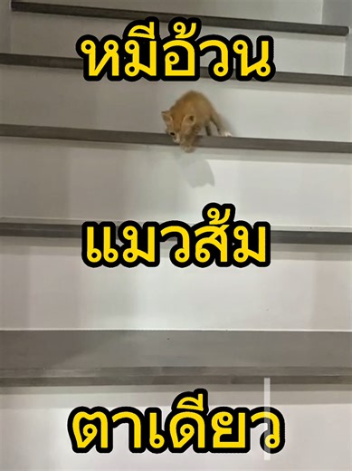 สวัสดีคับพี่ๆผมชื่อหมีอ้วน แมวส้ม ตาเดียว คับ 😻 #แมวส้มจอมซน #แมวส้มตาปิด #แมวน่ารัก #แมวส้ม #แมว #แมวอ้วน #แมวน่ารัก #cat #จะจอยกับแมวว #เอ็นจอยเลี้ยงแมว