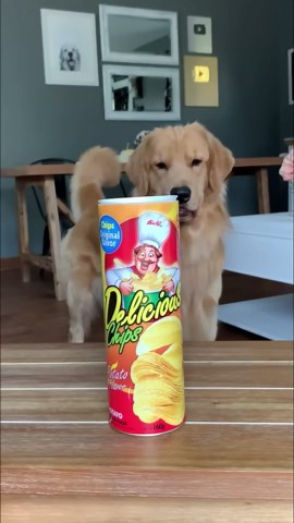 Golden retriever mistakes chips for a toy