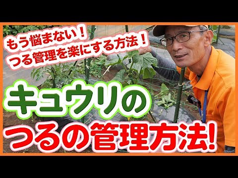 家庭菜園や農園のキュウリ栽培はもう悩まない！初心者でも簡単なツルの管理を楽にするキュウリの育て方！【農園ライフ】