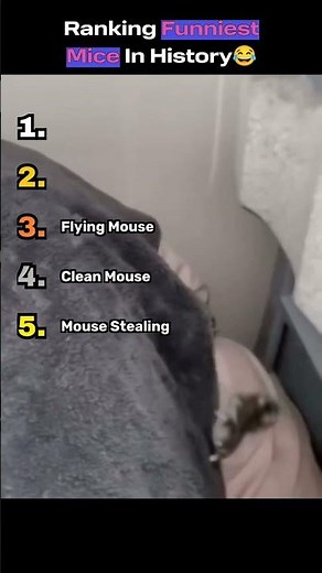 Ranking Funniest Mice In History 🐭😂 | Top 5 Wild Mouse Moments