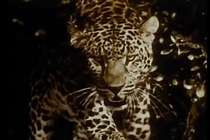 clip-3478594933-close-up-growling-leopard-1940s