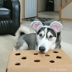 5.6K views · 129 reactions | Scale of 1-10, how much does your dog like cheese? 燎 #EatACheeseGame @2husketeers | Natural Dog Company | Facebook