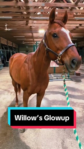 Willow's 6 Week Glow Up Transformation