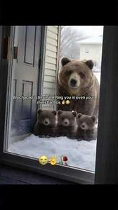 Brochacho is back with the fam 🐻🐻🐻🐻 #memes #funny #humor #slideshow #comedy