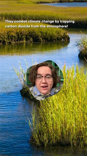 Marshes are superheroes #shorts #science #SciShow #ClimeworksTeamEarth #climatechange #climeworks
