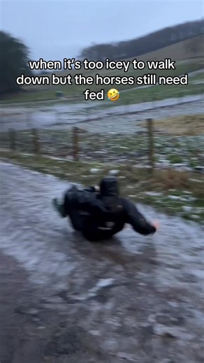 Feeding Horses on Icy Days