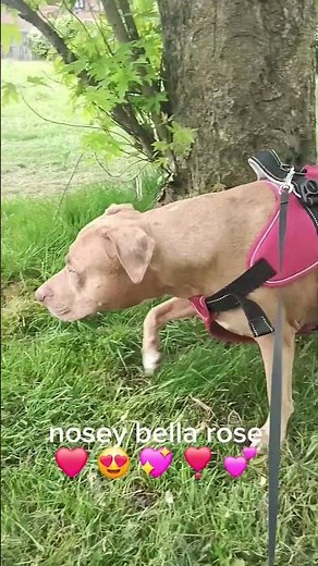 irresistible xl bella rose 🌹 😍 💕 💓