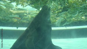 Manatee eating food or vegetable morning glory. Manatee having a meal in big water glass tank, showing eating for tourists in a zoo in Bangkok, Thailand.