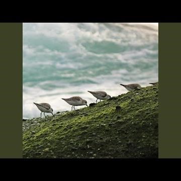 流淌的生命力（八音盒）